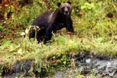 Fall-Alaska-brown-bear