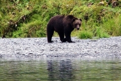 alaska-kodiak-brown-bear