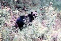 big-kodiak-brown-bear