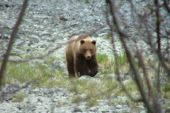kenai-peninsula-brown-bear-spring