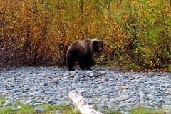 kenai-river-brown-bear