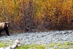 kenai-river-brown-bears