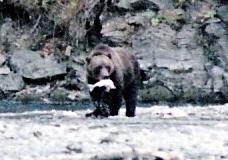 kodiak-brown-bear-with-a-silver-salmon