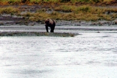 kodiak-brown-bear