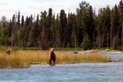 middle-kenai-river-brown-bear