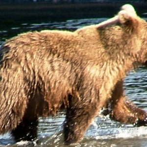 alaska brown bear fishing