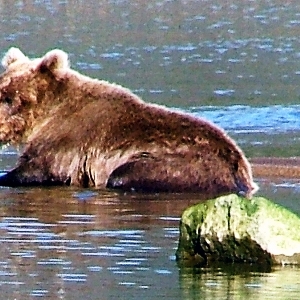 alaska brown bear viewing