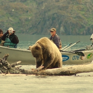 drift boats and brown bear viewing