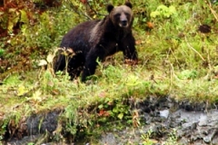 Fall Alaska brown bear