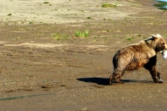 alaksa brown bear with a stolen fish