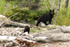 alaska black bear cub