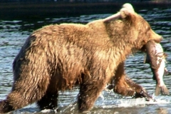 alaska brown bear fishing