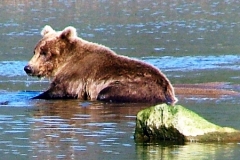 alaska brown bear viewing