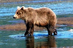 alaska brown bear