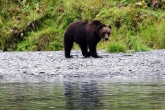 alaska kodiak brown bear