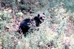 big kodiak brown bear