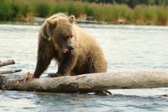 brown bear sockeye salmon fishing the kenai river