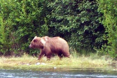 brown bear walking the kenai river