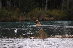 kenai peninsula brown bear fishing