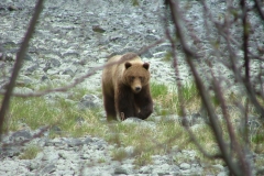 kenai peninsula brown bear spring