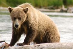 kenai peninsula brown bear