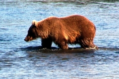 kenai river bear