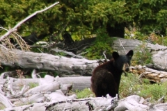 kenai river black bear cub