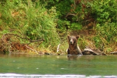 kenai river brown bear fishing