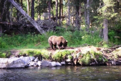 kenai river brown bear photo