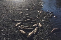 UNADJUSTEDNONRAW_thumb_46db