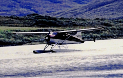BEAVER-ON-KARLUK-LAKE