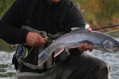 A-DOLLY-I-CAUGHT-IN-THE-FALL-ON-THE-UPPER-KENAI-RIVER