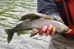 Grayling