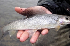 GRAYLING OFTEN TAKE EGG PATERNS IN ALASKA