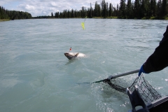 KING-SALMON-NET