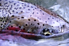 DRIFTING-ON-THE-FLY-BEAUTIFUL-ALASKA-RAINBOW-TROUT