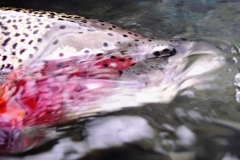 DRIFTING-ON-THE-FLY-FALL-RAINBOW-FISHING