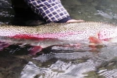 DRIFTING-ON-THE-FLY-RAINBOW-TROUT-FISHING