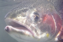 DRIFTING-ON-THE-FLY-RAINBOW-TROUT-PHOTOS