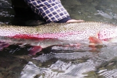DRIFTING ON THE FLY RAINBOW TROUT FISHING