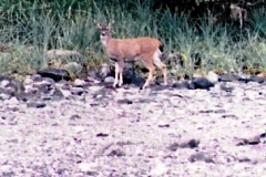 BLACK-TAIL-DOE-KODIAK