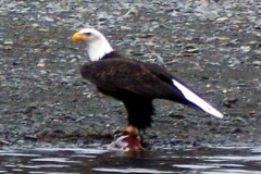EAGLE-WITH-A-MEAL