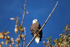 EAGLE