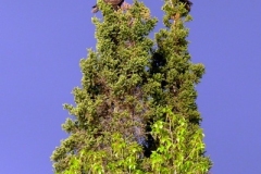 EAGLES-PAIRED-IN-A-TREE