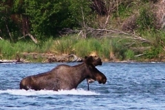 KENAI-RIVER-BULL-MOOSE-ALMOST-THERE