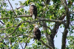 KENAI-RIVER-EAGLES