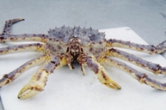 KING-CRAB-LARSEN-BAY-KODIAK-ALASKA