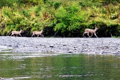 KODIAK-BLACKTAIL-FAMILY