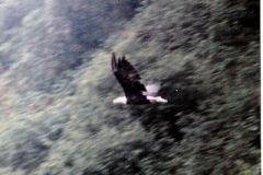 KODIAK-ZACKER-BAY-EAGLE-FLYING