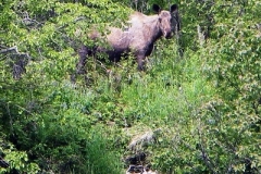 LITTLE-SUE.-RIVER-MOOSE